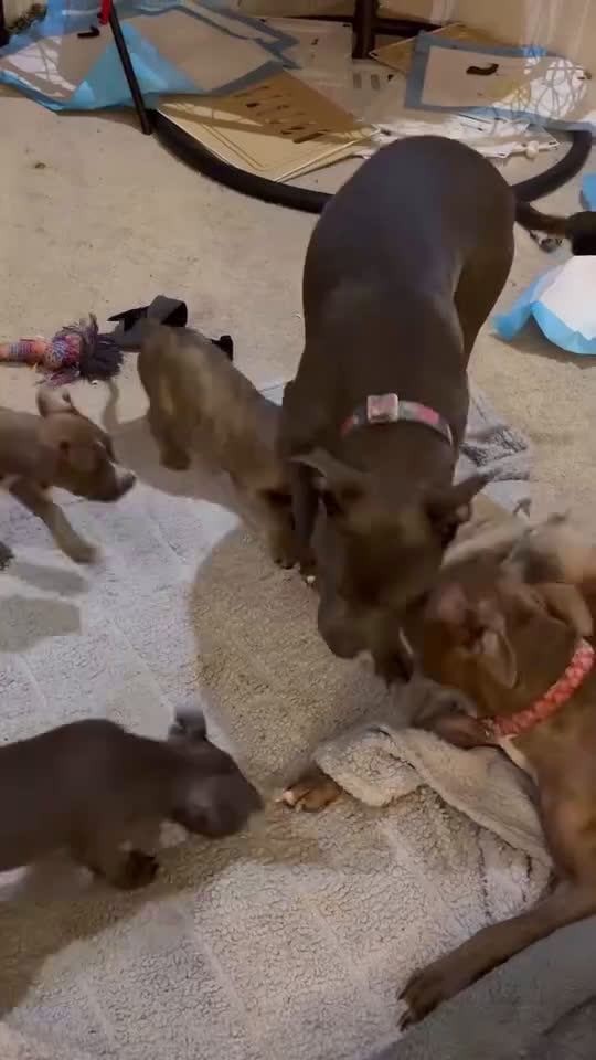 Staffordshire Bull Terrier dogs for sale: Staffordshire Bull Terrier Puppy 1 - Video 1