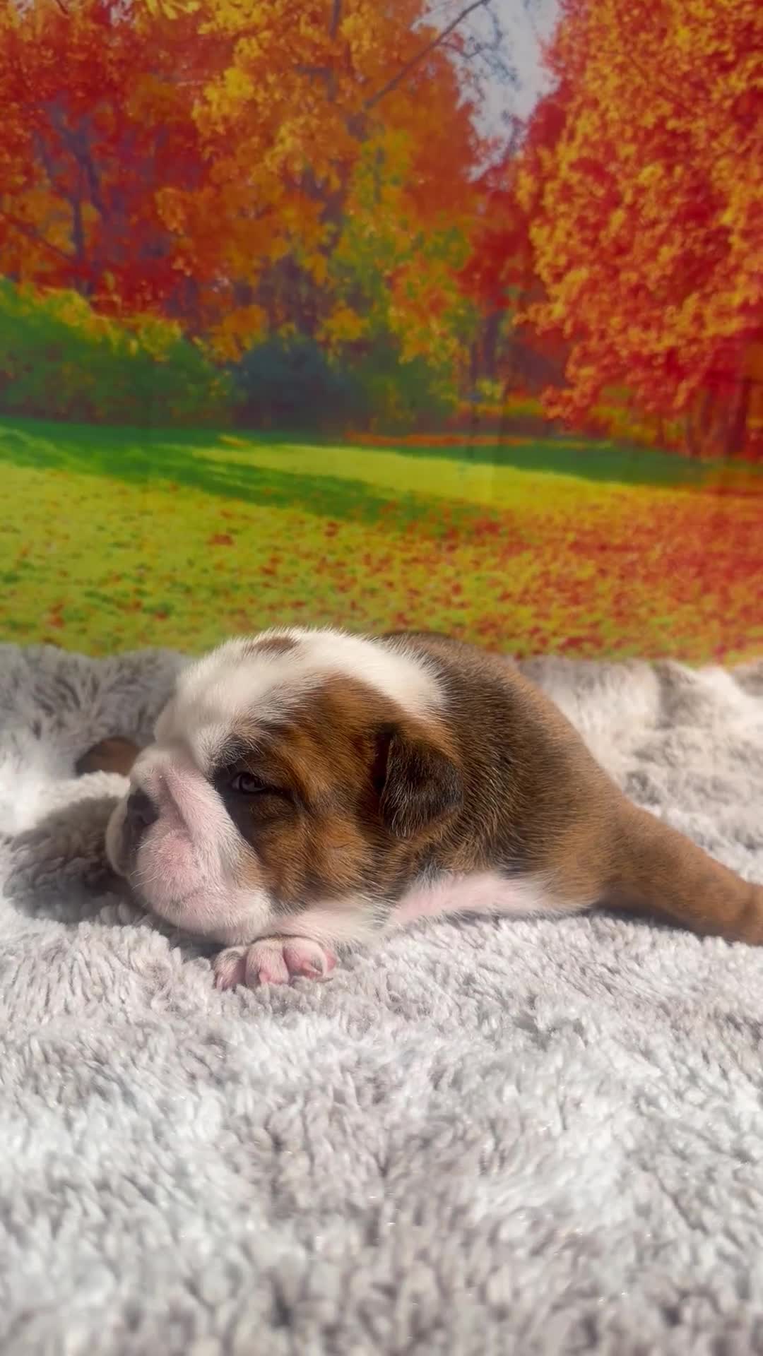 English Bulldog dogs for sale: English Bulldog 1 - Video 1
