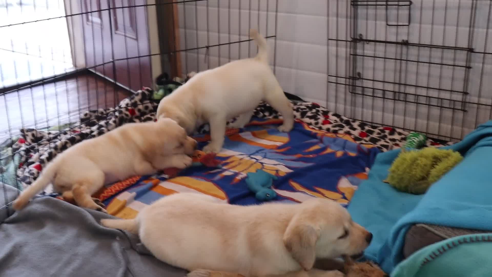 Labrador Retriever dogs for sale: Bryce - Champ lines - Video 2