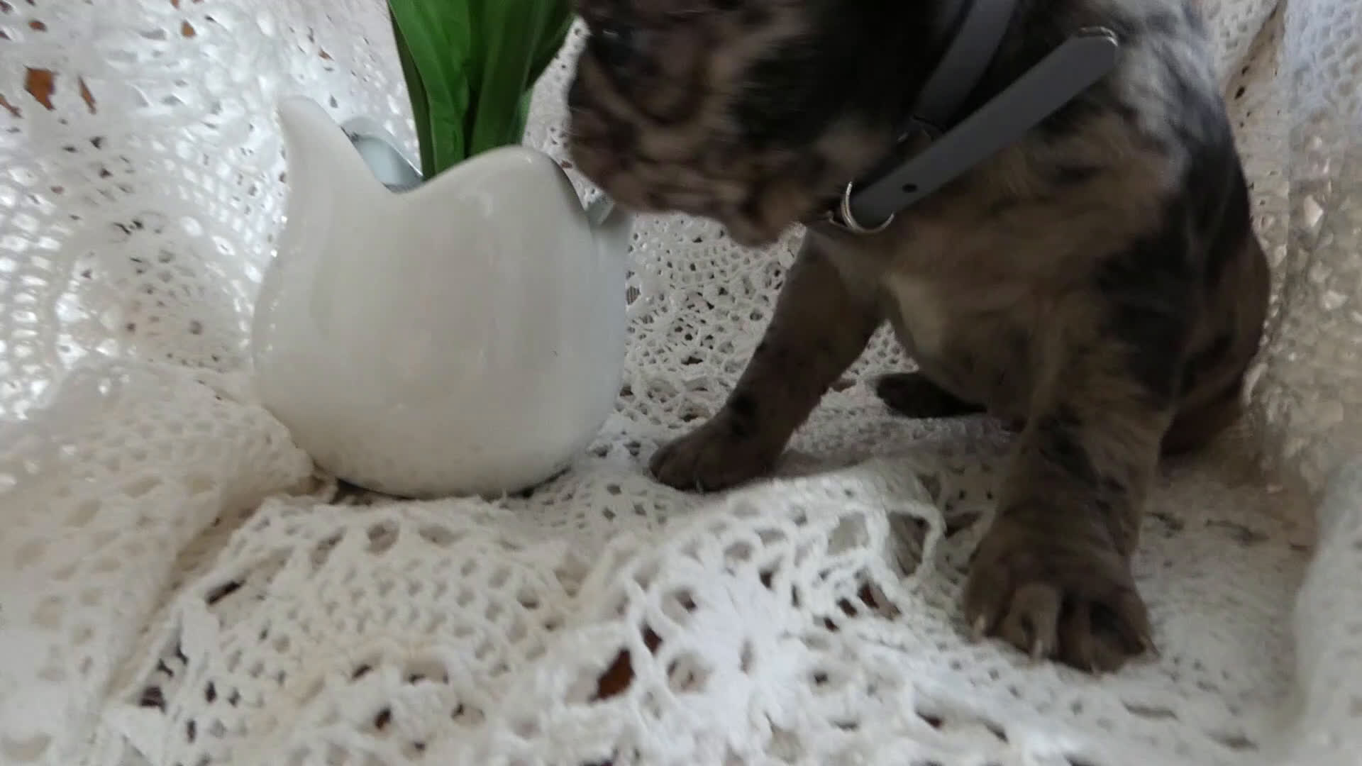 Pug dogs for sale: Pug Puppy 1 Lacy - Video 2