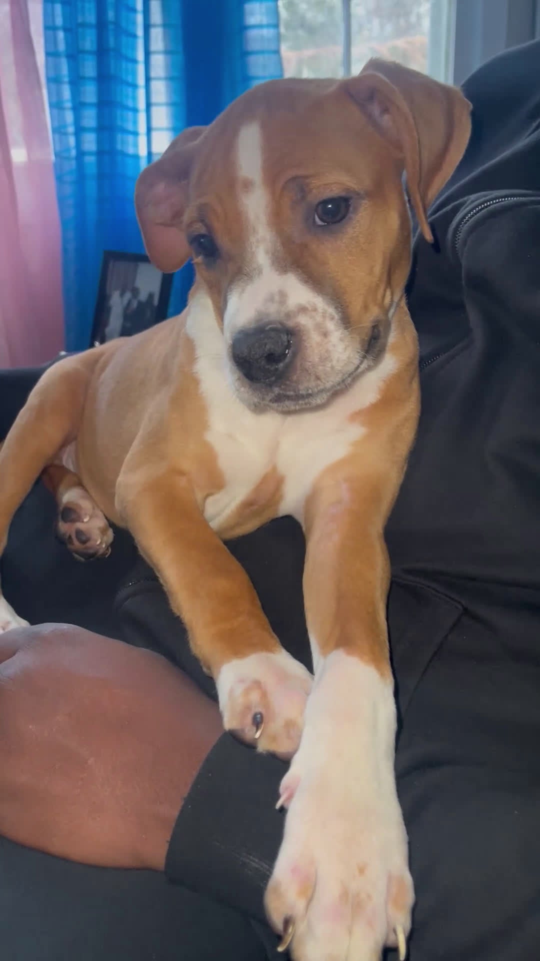 American Pit Bull Terrier dogs for sale: American Pit Bull Terrier Puppy 1 - Video 1