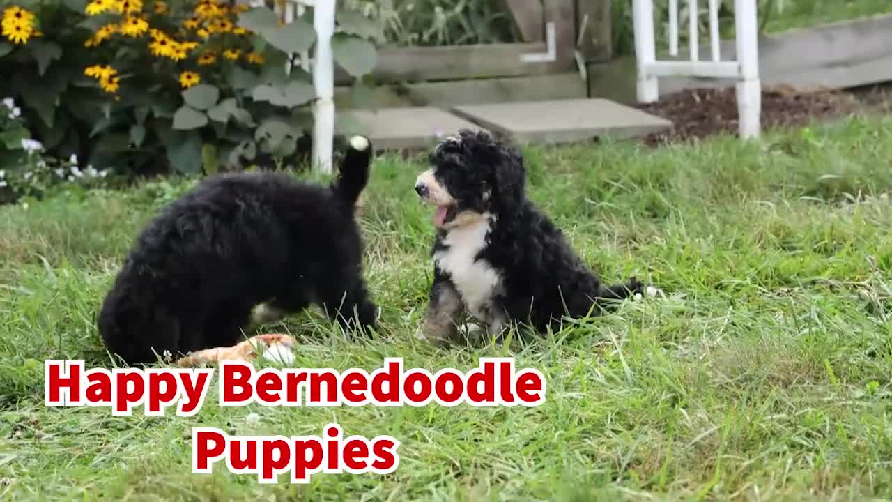 Bernedoodle dogs for sale:  Darla   - Video 1