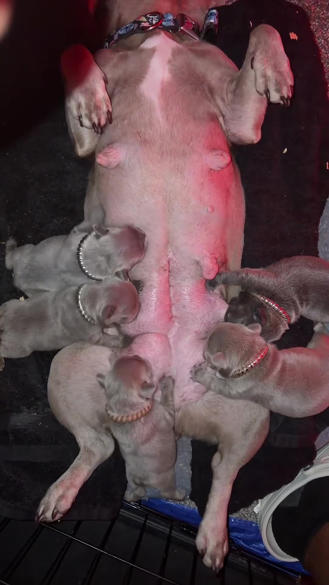 French Bulldog dogs for sale: French Bulldog Blue Male Puppy #2 - Video 1