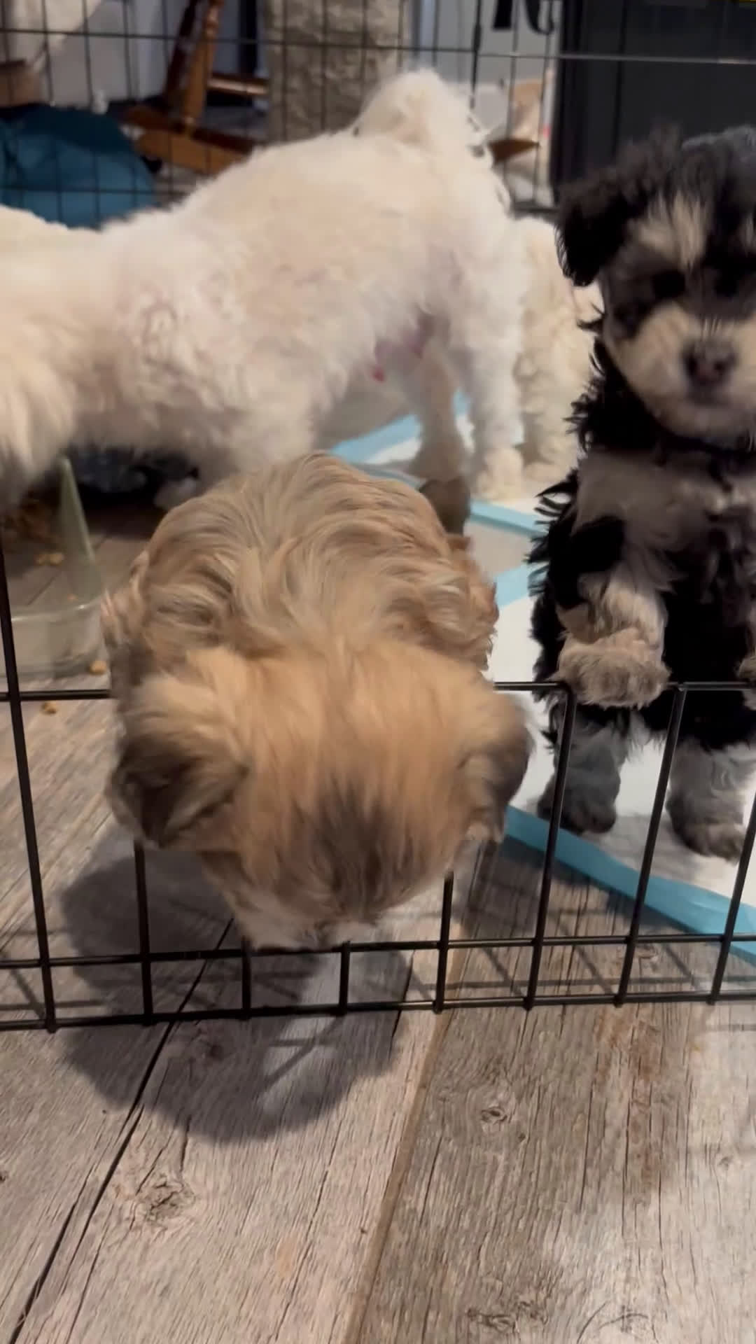 Maltipoo dogs for sale: Maltipoo Puppy 3 - Video 1
