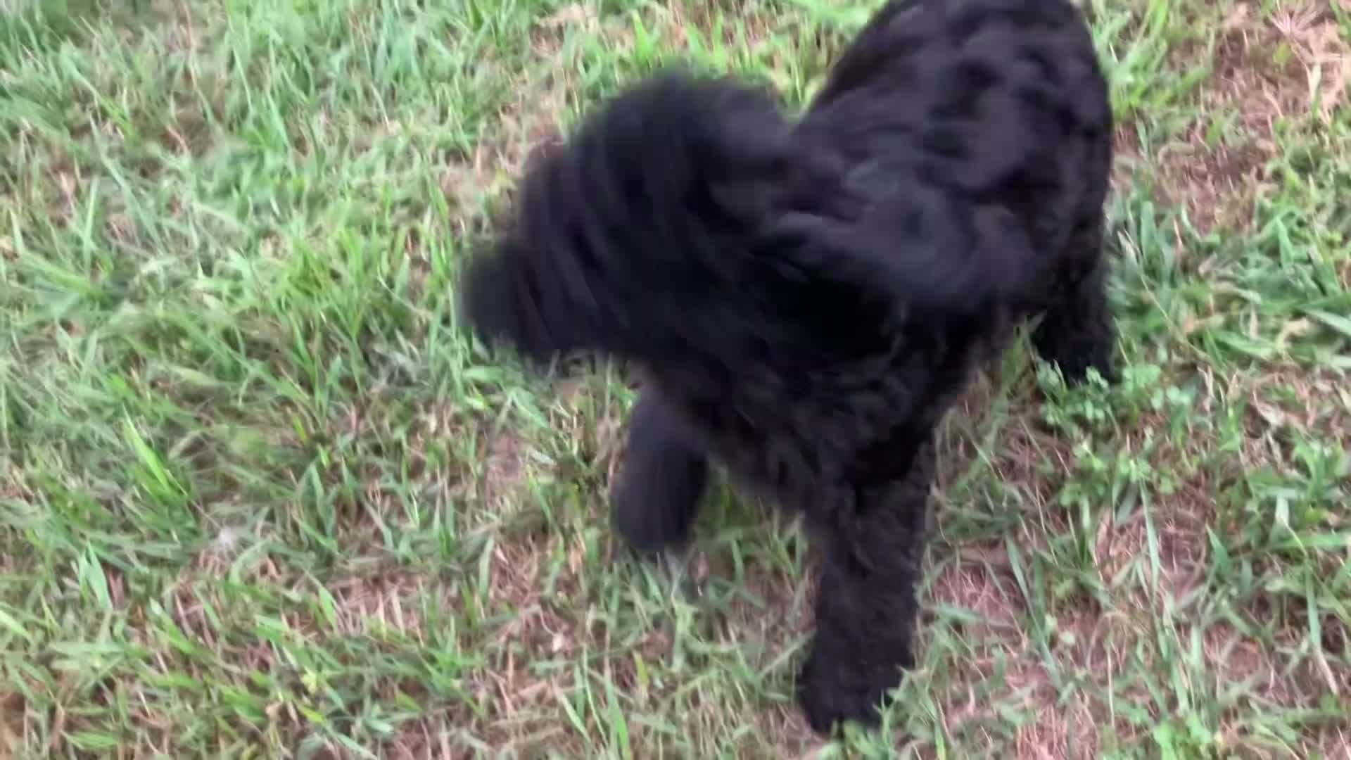 Labradoodle dogs for sale: Fiona - Video 1