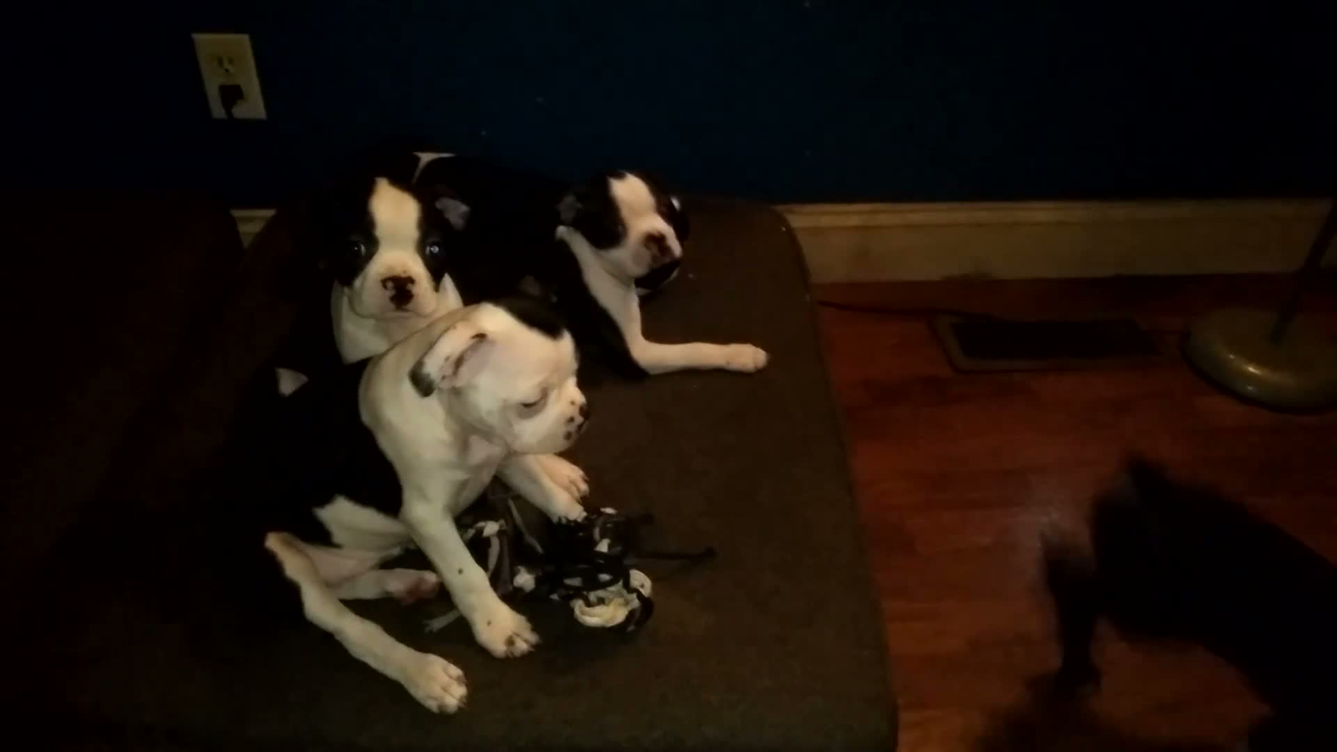 Boston Terrier dogs for sale: Sister Bear Boston Terrier 6 - Video 1