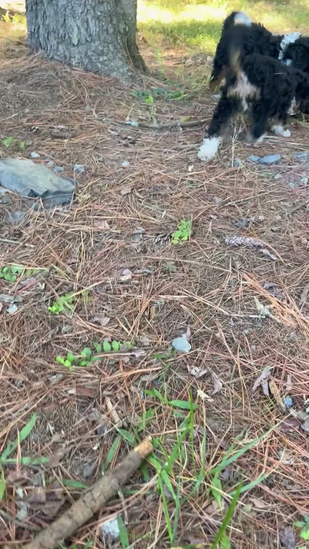 Mini Bernedoodle dogs for sale: Harvest - Video 1
