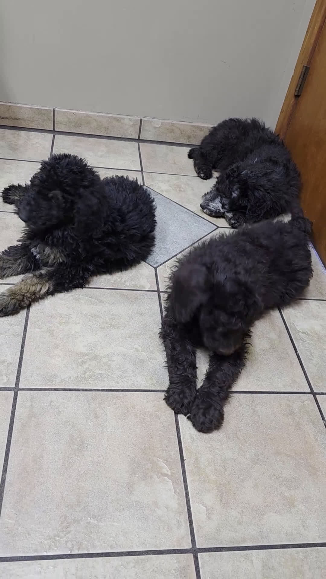Standard Poodle dogs for sale: Standard Poodle Puppy 7 - Video 1