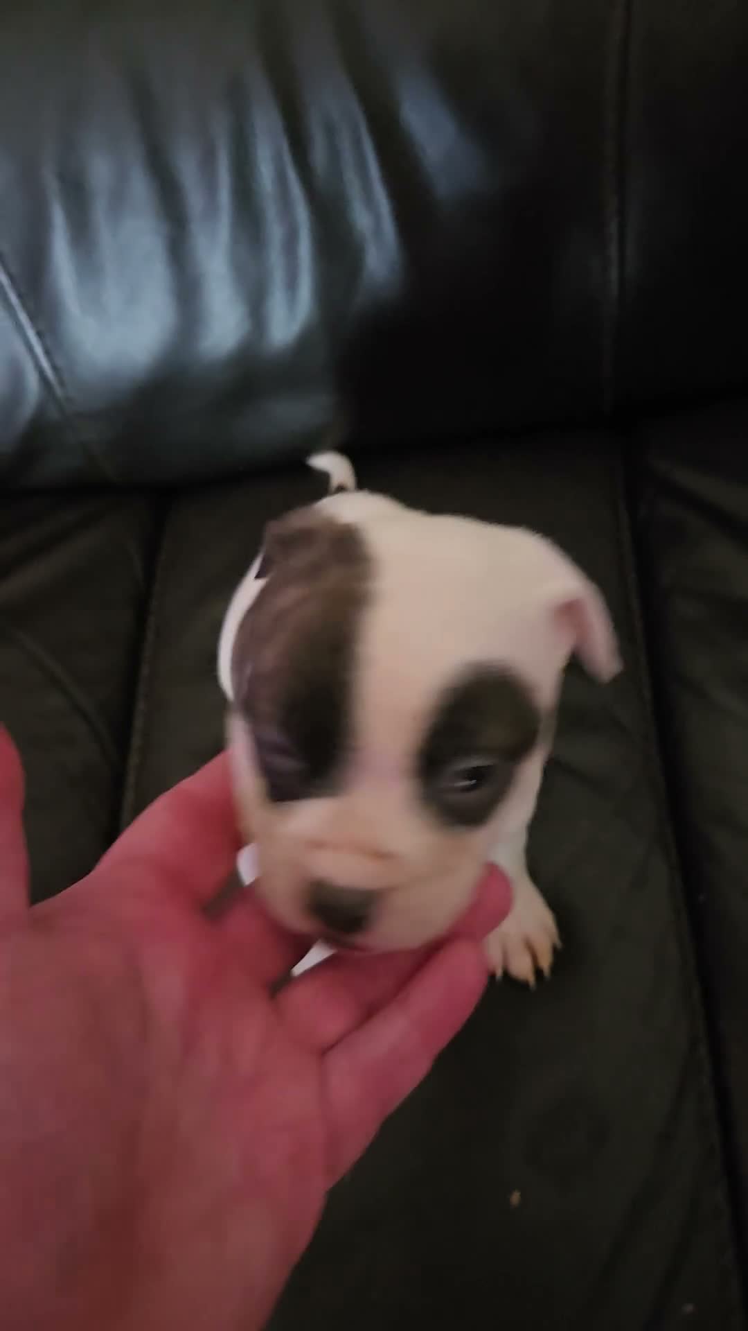 American Bulldog dogs for sale: American Bulldog 1 - Video 1