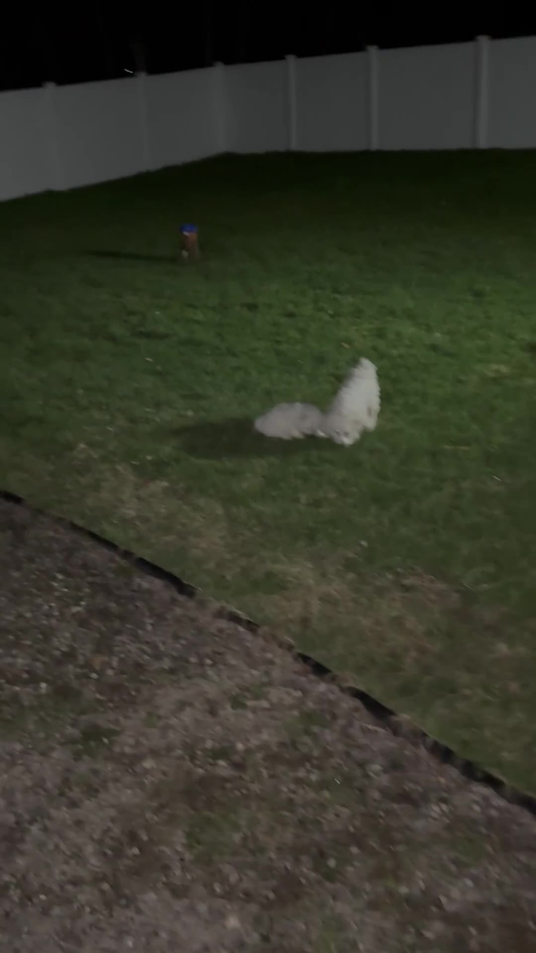 Bichon Frise dogs for sale: Bichon Frise Puppy 1 - Video 1