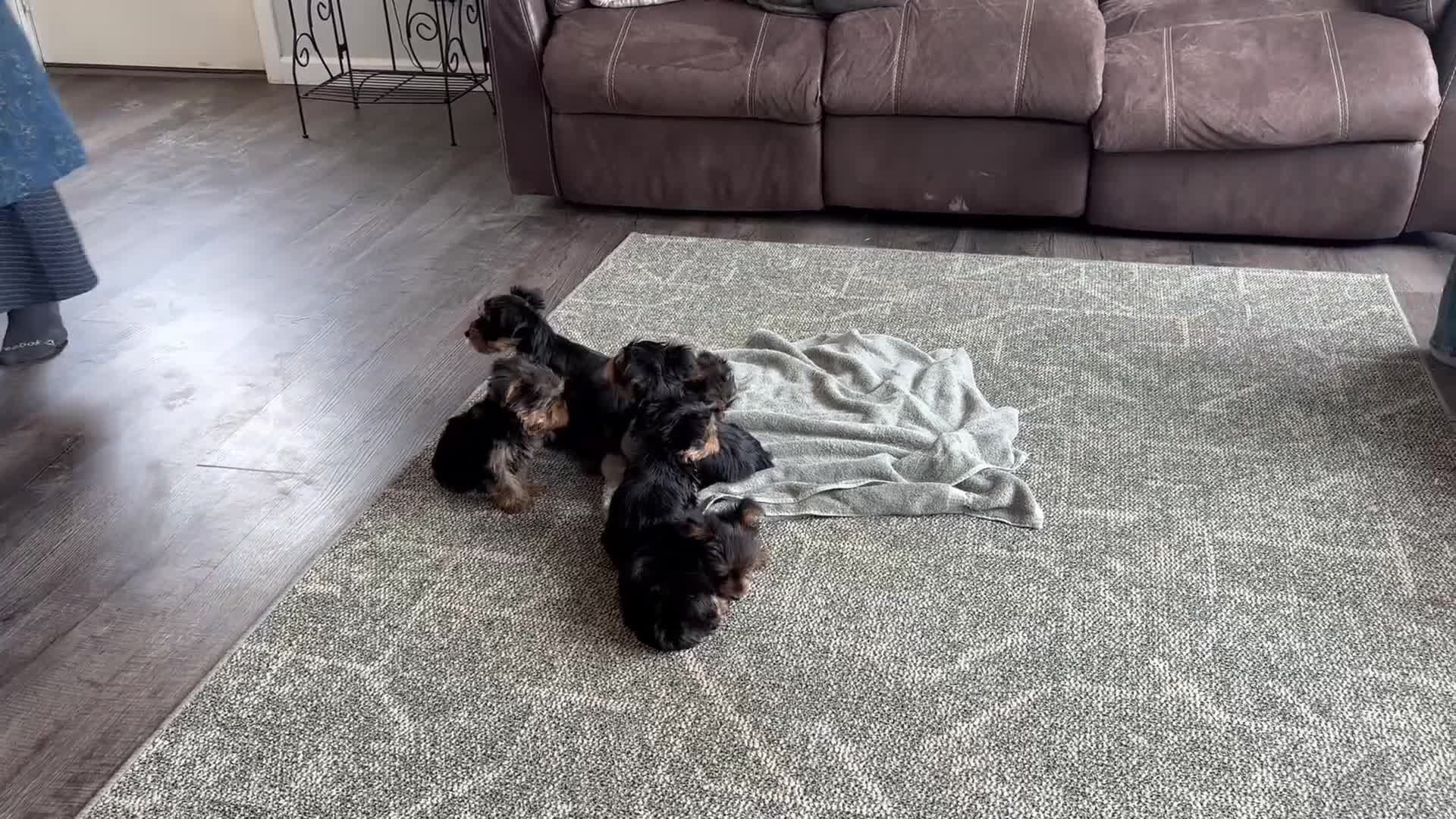 Yorkshire Terrier dogs for sale: Marci - Video 1