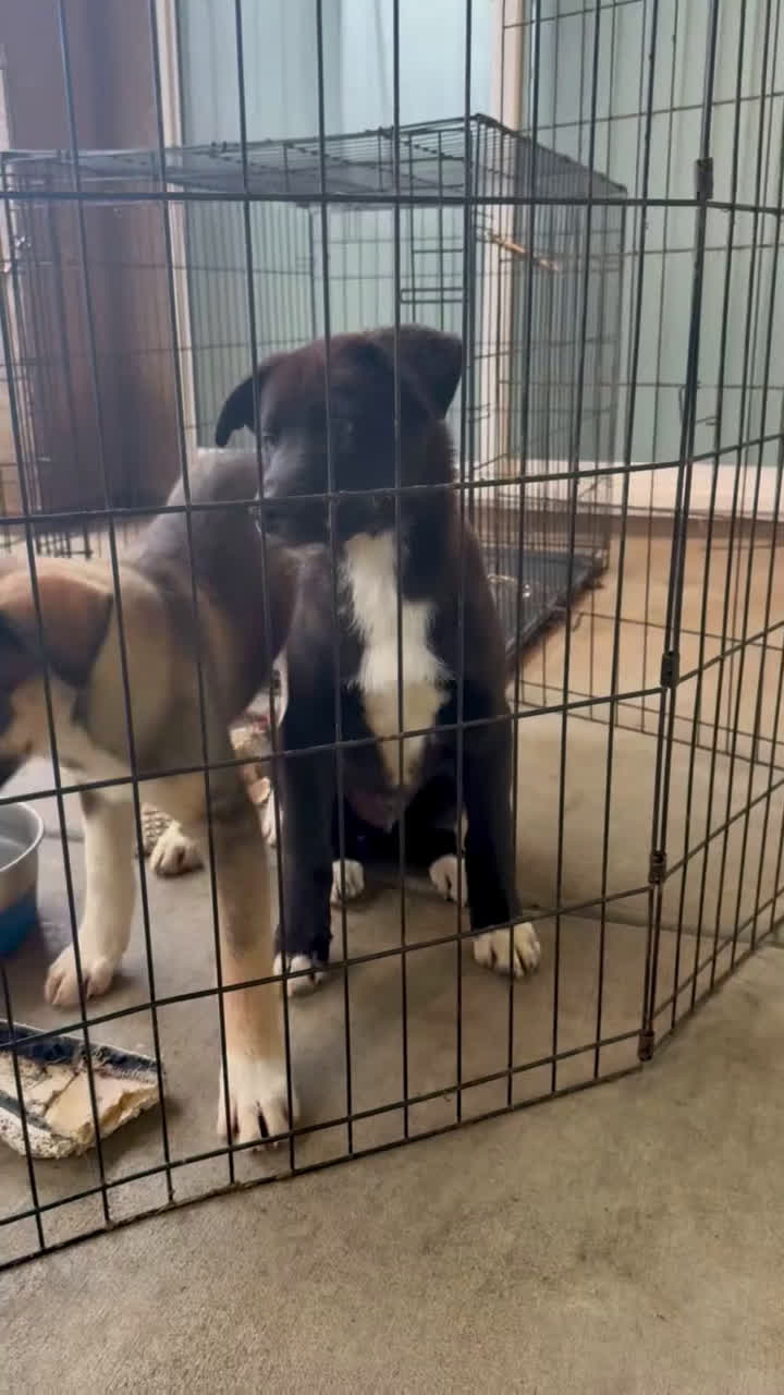 Mixed Breed dogs for sale: Slick Rick - Video 1