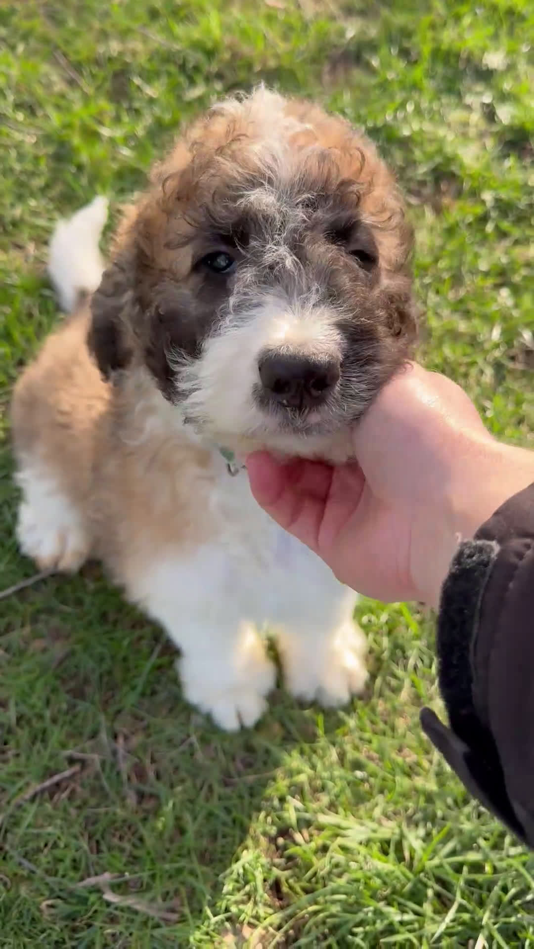 Saint Berdoodles dogs for sale: Georgia - Video 3