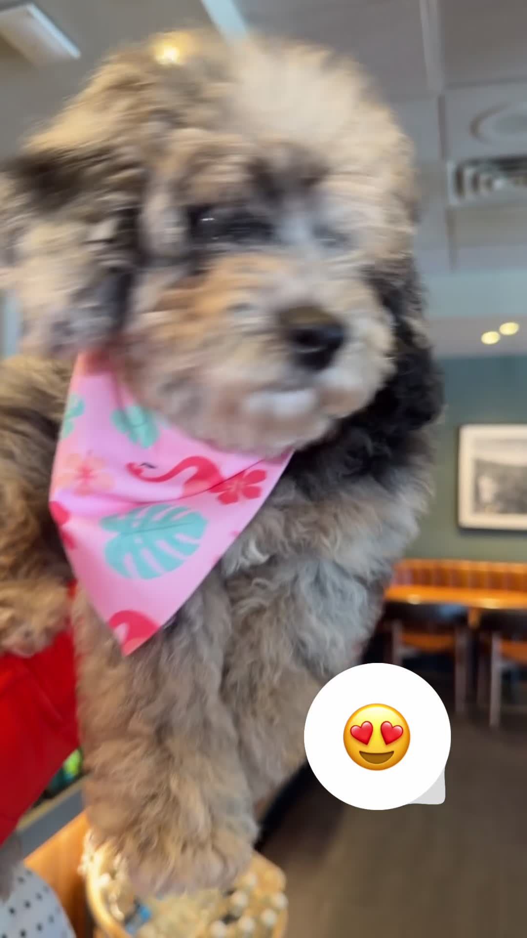 Miniature Poodle dogs for sale: Melody  - Video 2
