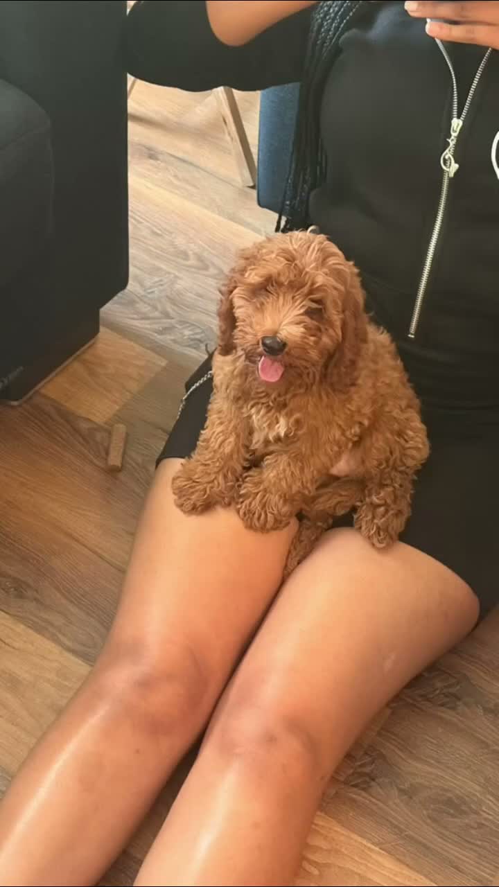 Cockapoo dogs for sale: Cockapoo 1 - Video 1