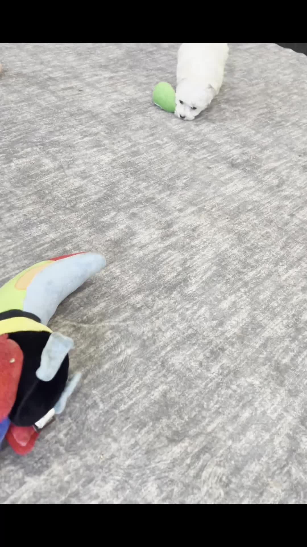 Maltipoo dogs for sale: Powder Puff - Video 1