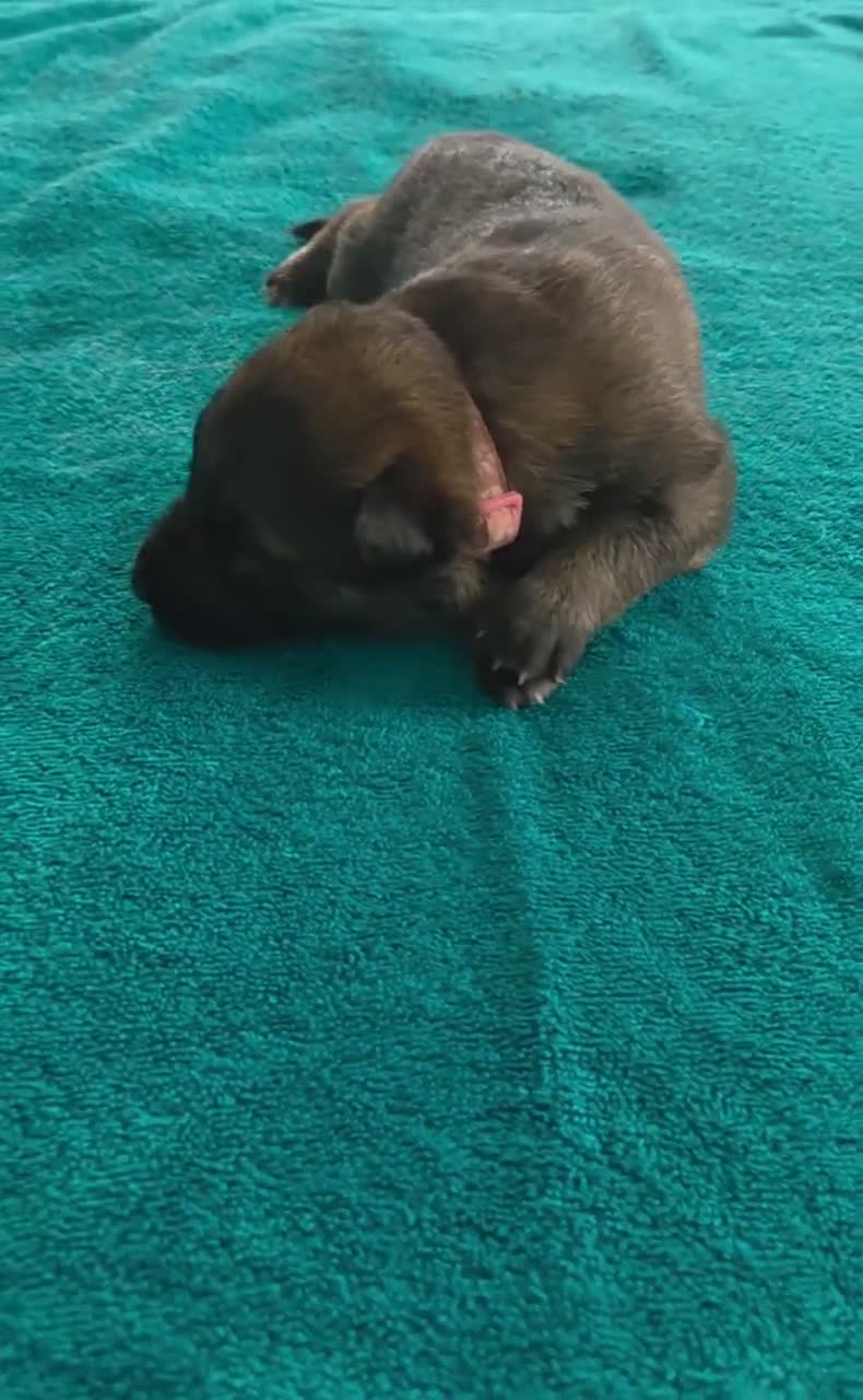 German Shepherd dogs for sale: Holly - Video 1