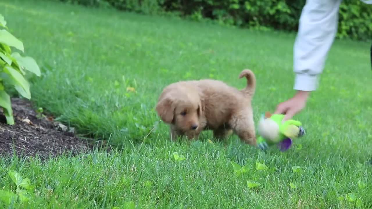 Goldendoodle dogs for sale: Buddy - Video 1