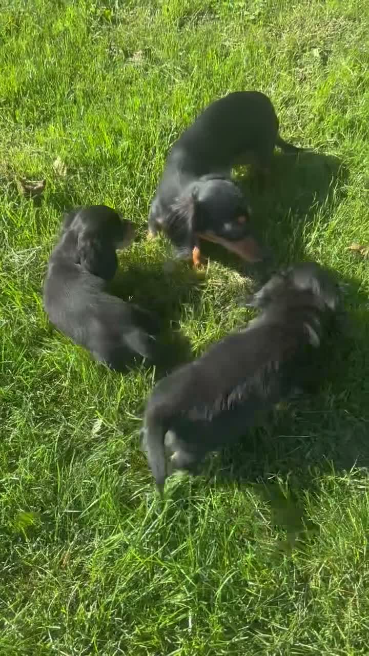 Miniature Dachshund dogs for sale: Ryan - Mini - Video 1