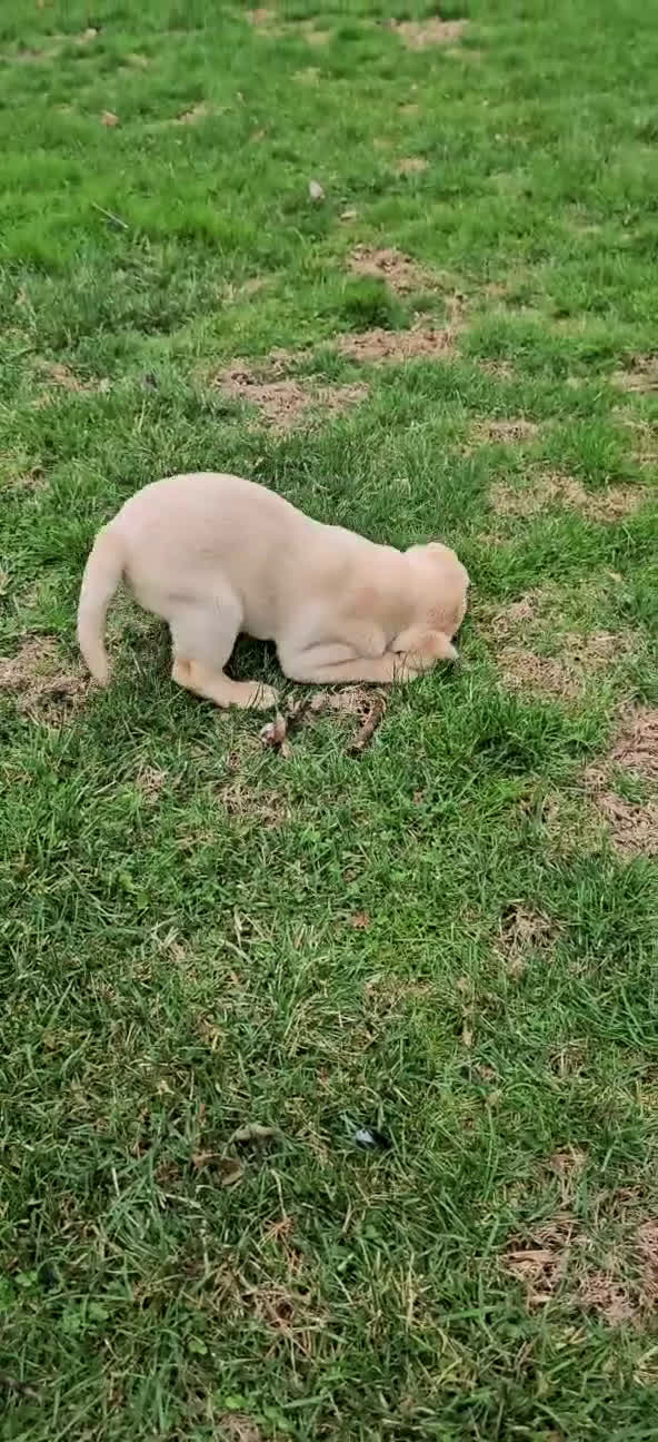 Labrador Retriever dogs for sale: Tanner  - Video 2