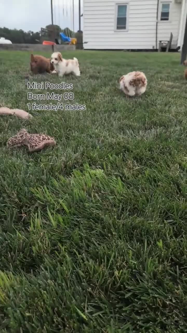 Miniature Poodle dogs for sale: Avery  - Video 2