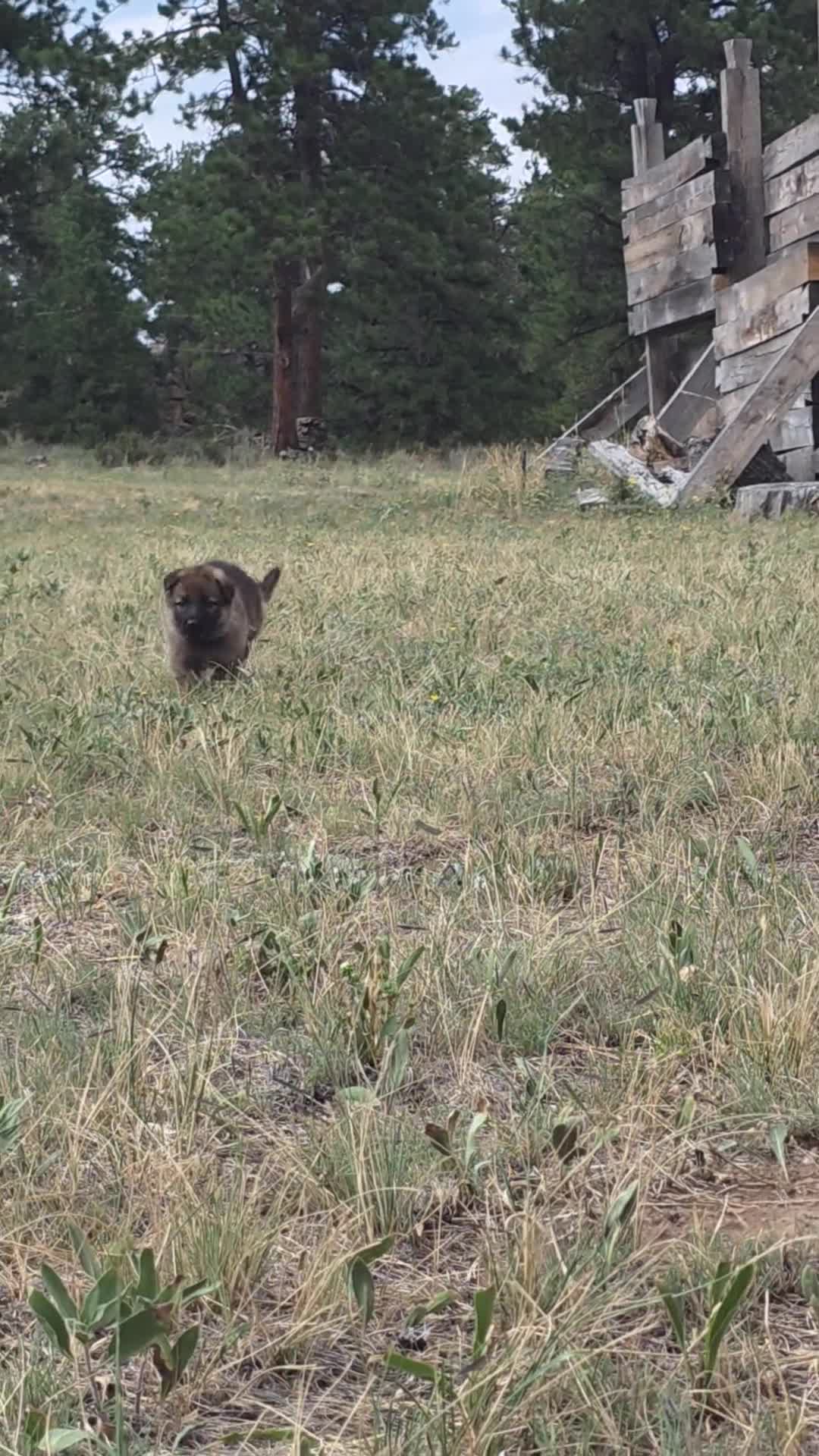 German Shepherd dogs for sale: Girl (Teal) - Video 1