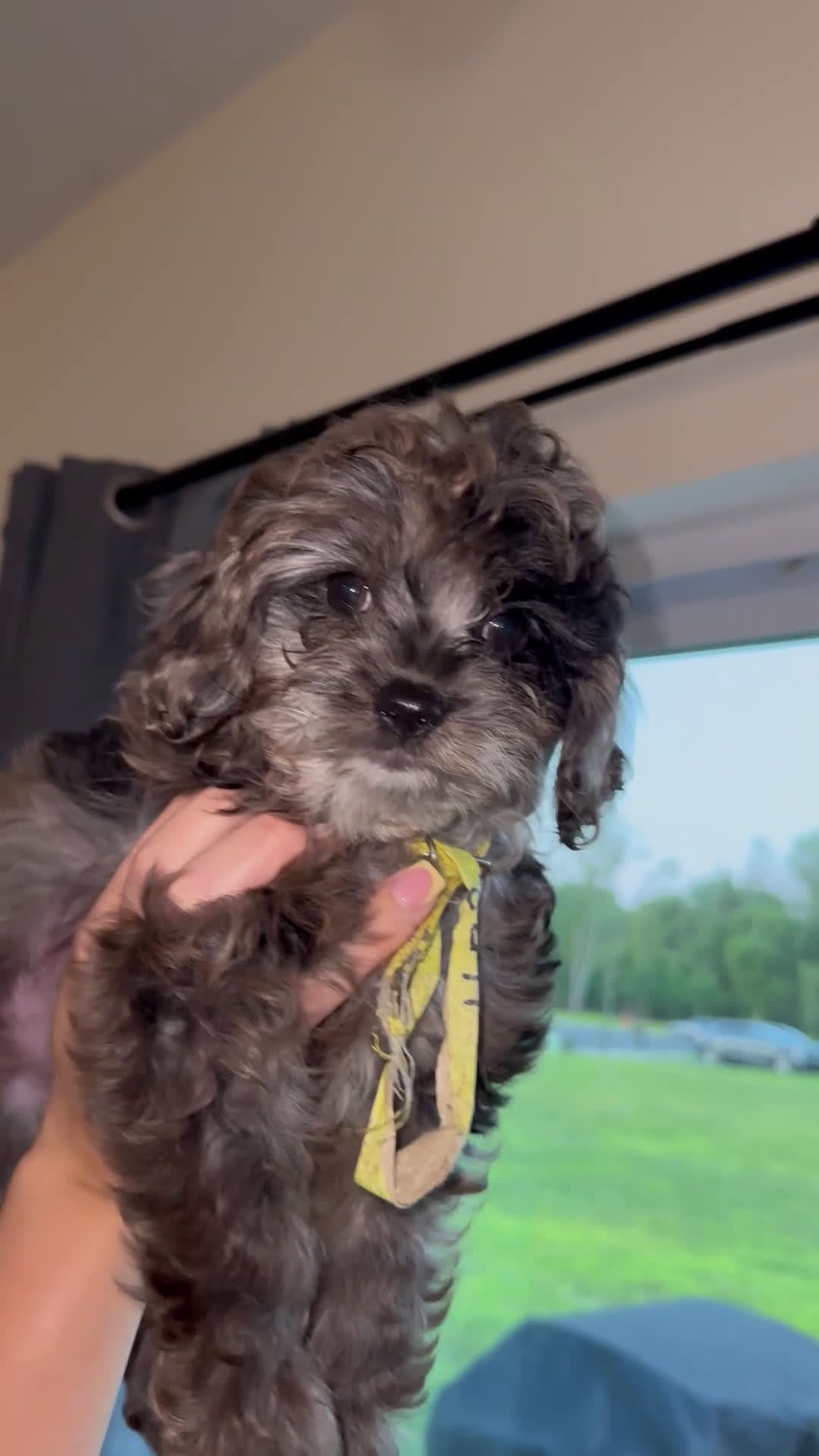 Cavapoo dogs for stud: TINY DOG - Video 1