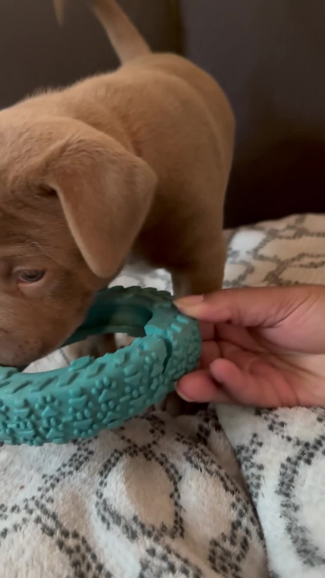 Mixed Breed dogs for sale: Blue - Video 5