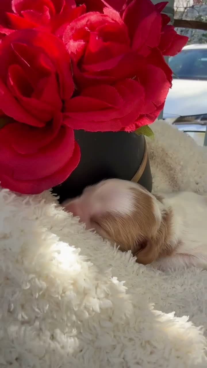 Cavapoo dogs for sale: Abby - Video 2