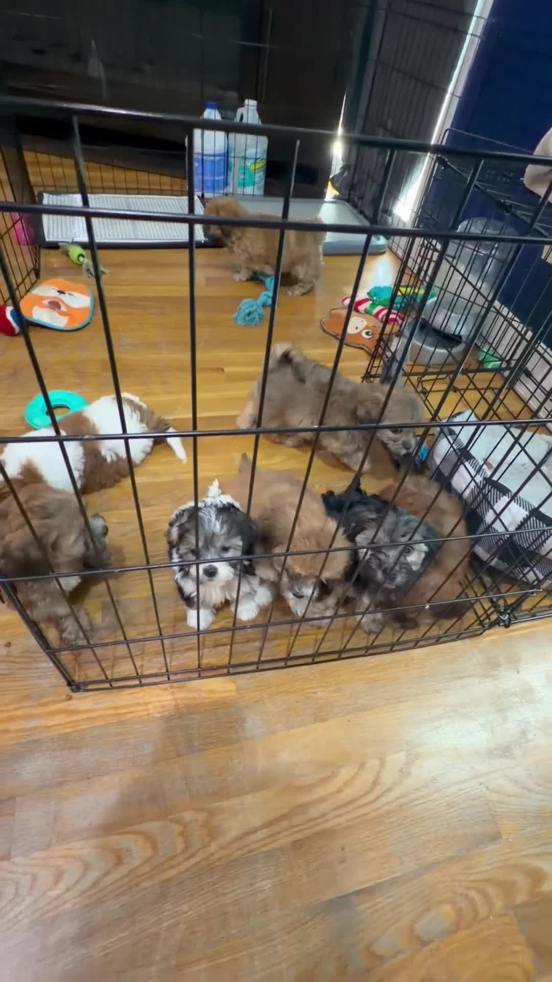 Mixed Breed dogs for sale: Molly - Video 1