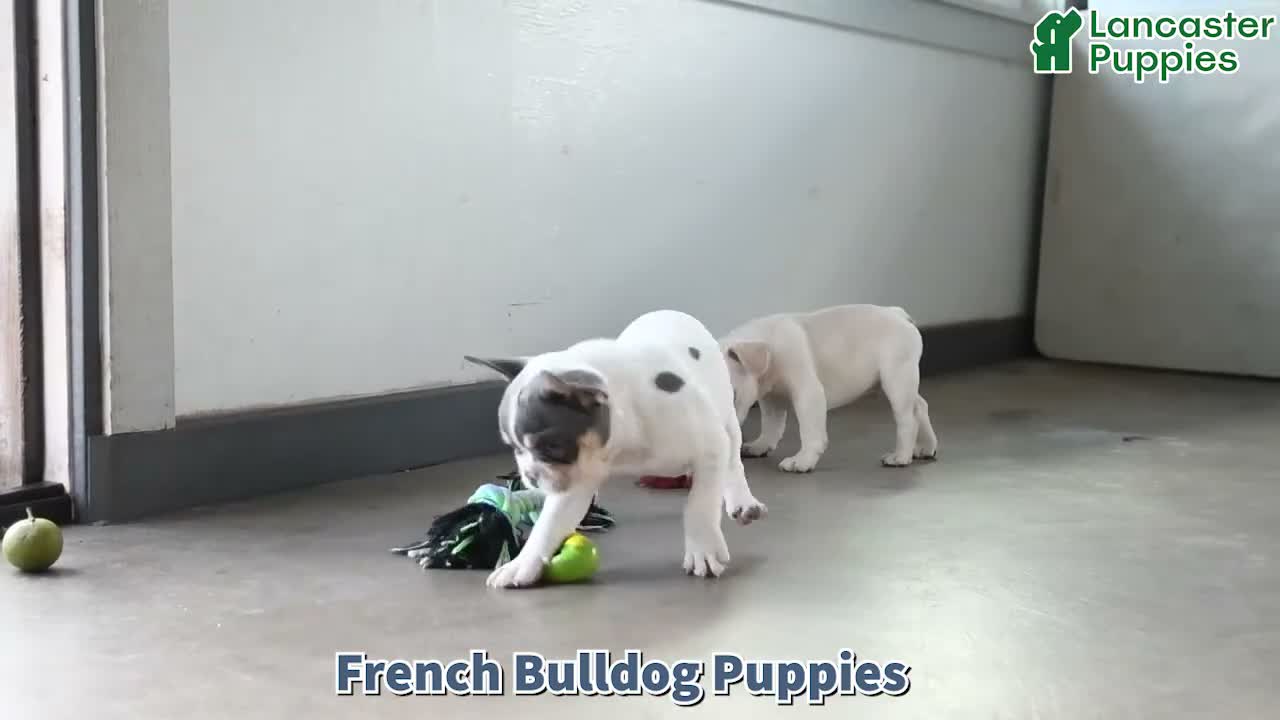 French Bulldog dogs for sale: Oakley - Video 1