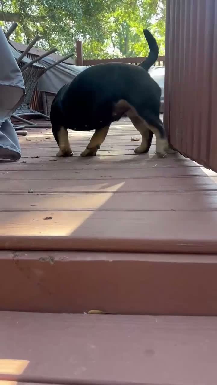 American Bully dogs for sale: Roxii - Video 1