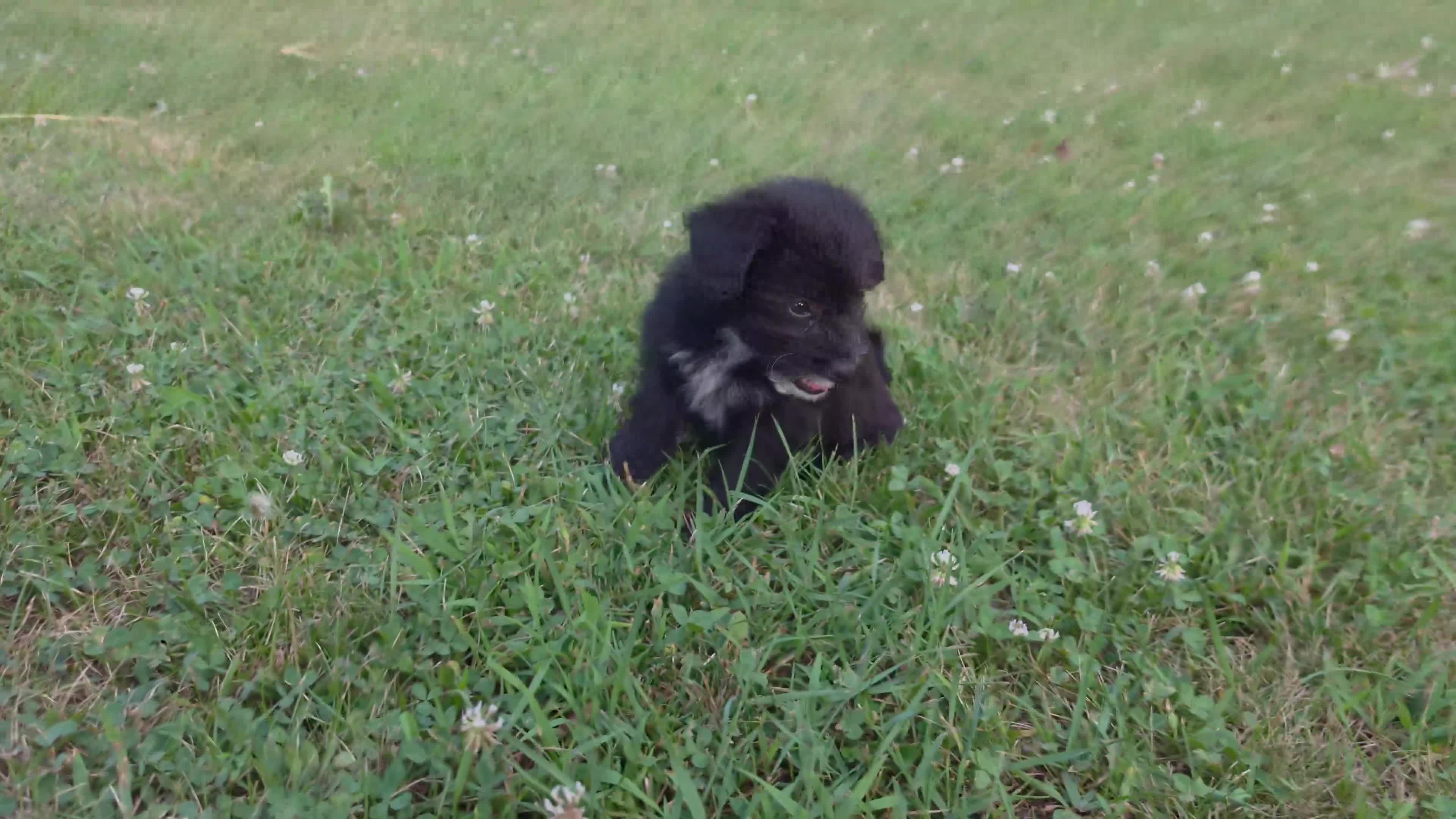 Mixed Breed dogs for sale: Lyra - Video 1