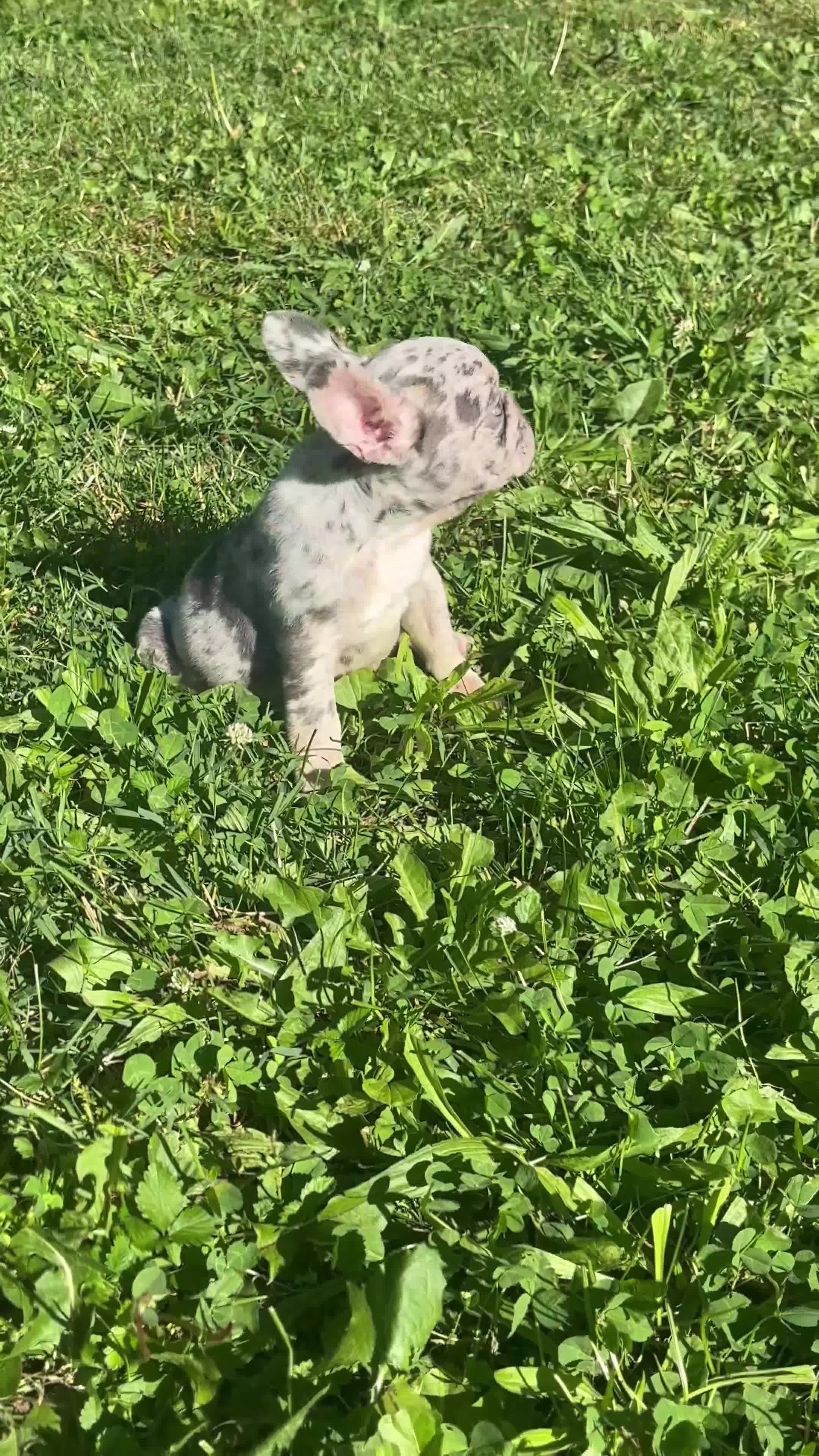 French Bulldog dogs for sale: Arlo French Bulldog - Video 1