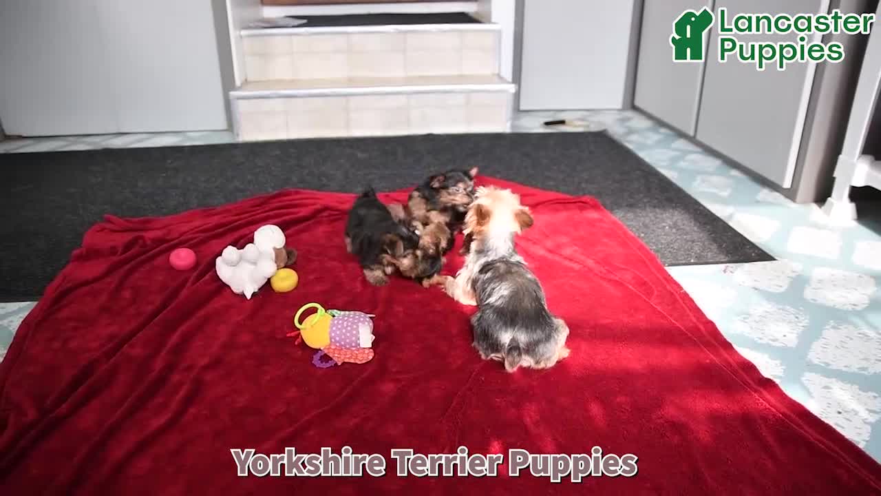 Yorkshire Terrier dogs for sale: Teddy   EXTRA SMALL - Video 1