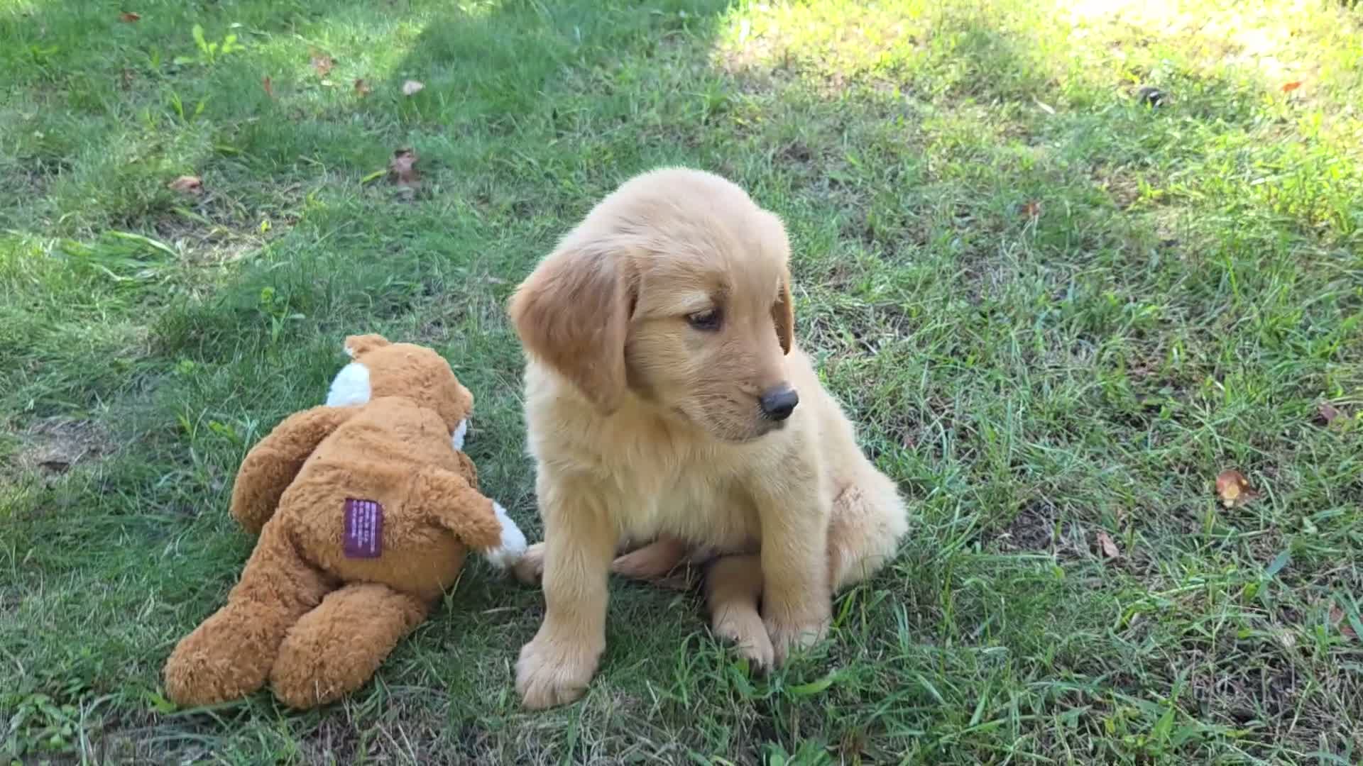 Golden Retriever dogs for sale: Lawrence Golden Retriever  - Video 1