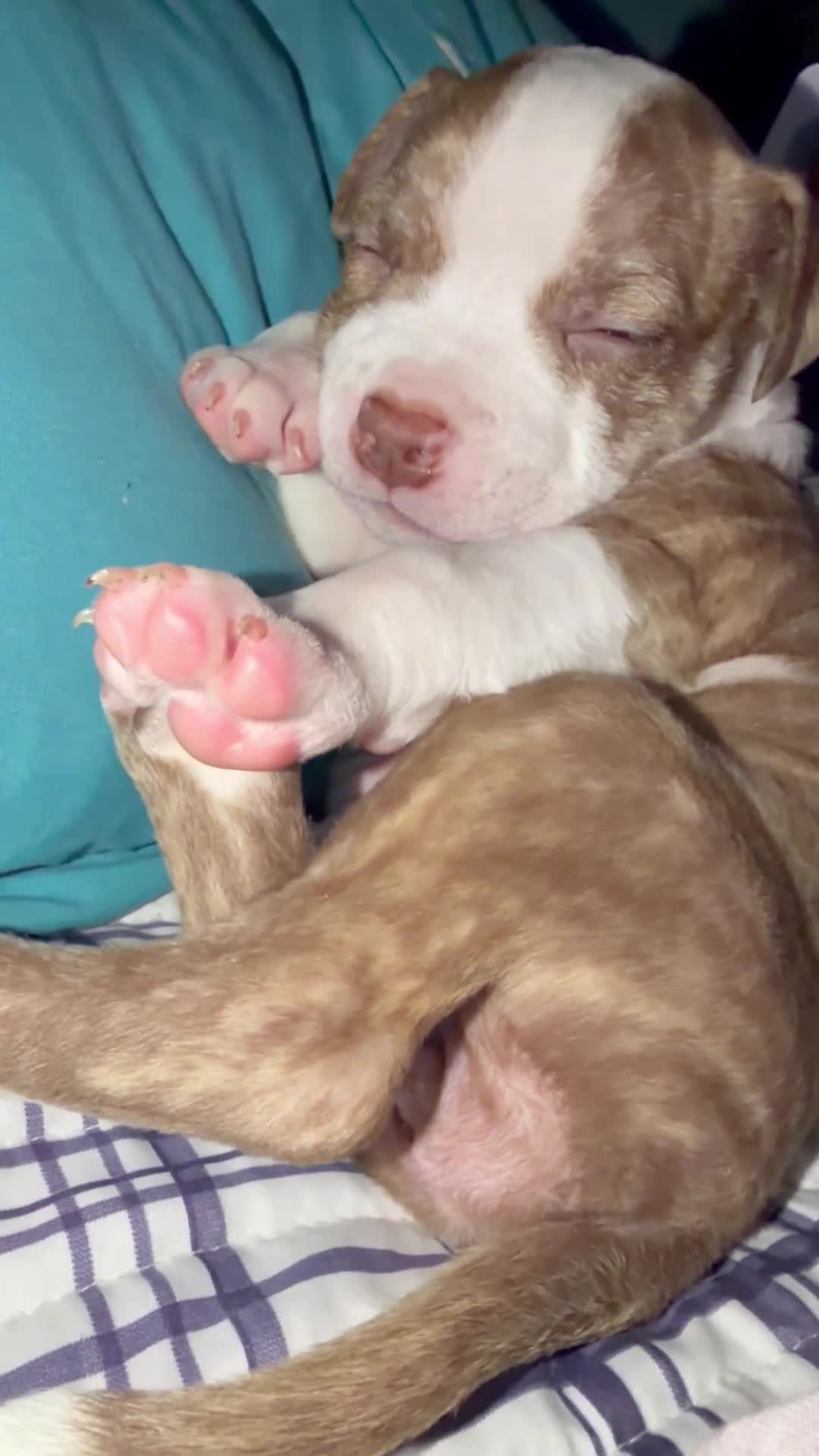 Mixed Breed dogs for sale: Mixed Breed of 1 - Video 1