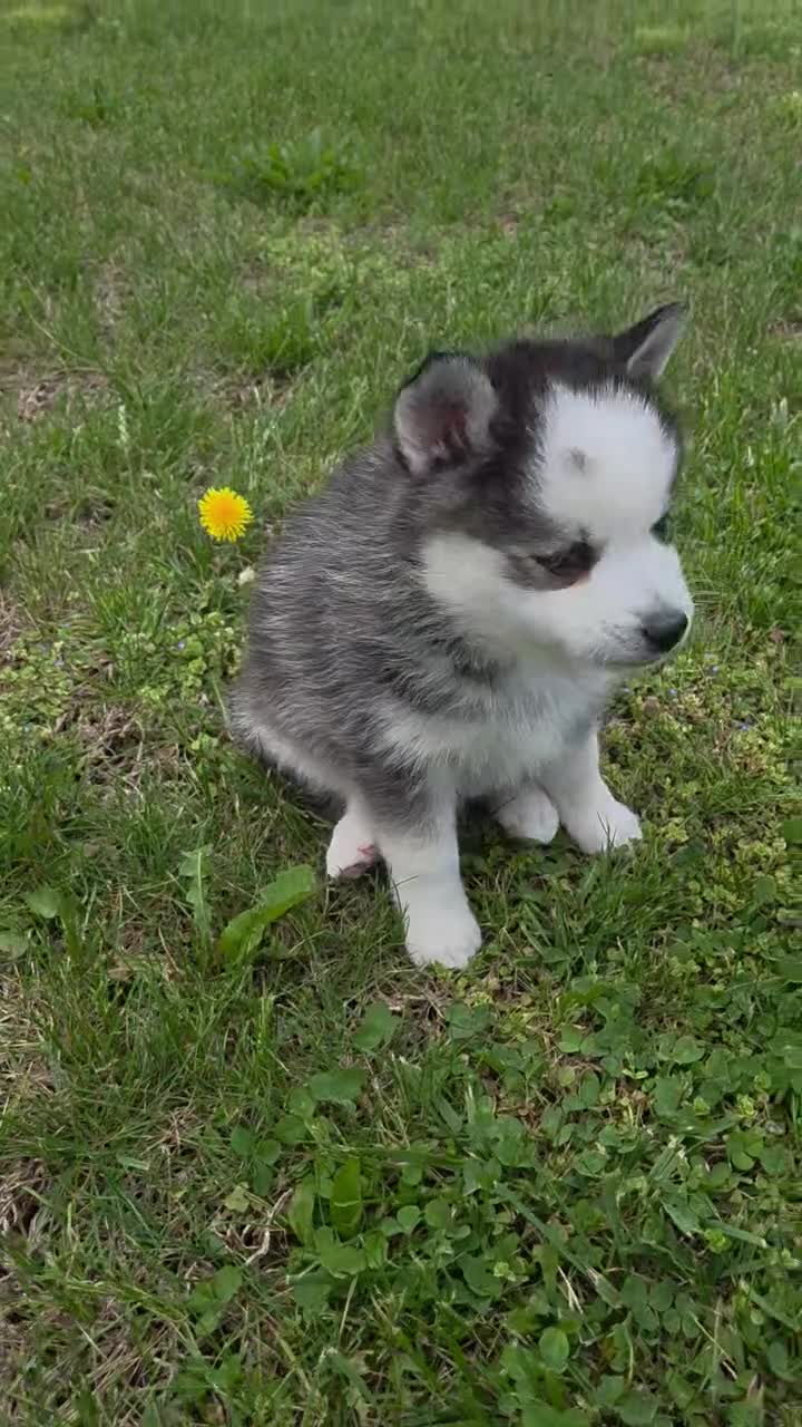Pomsky dogs for sale: Panda - Video 2