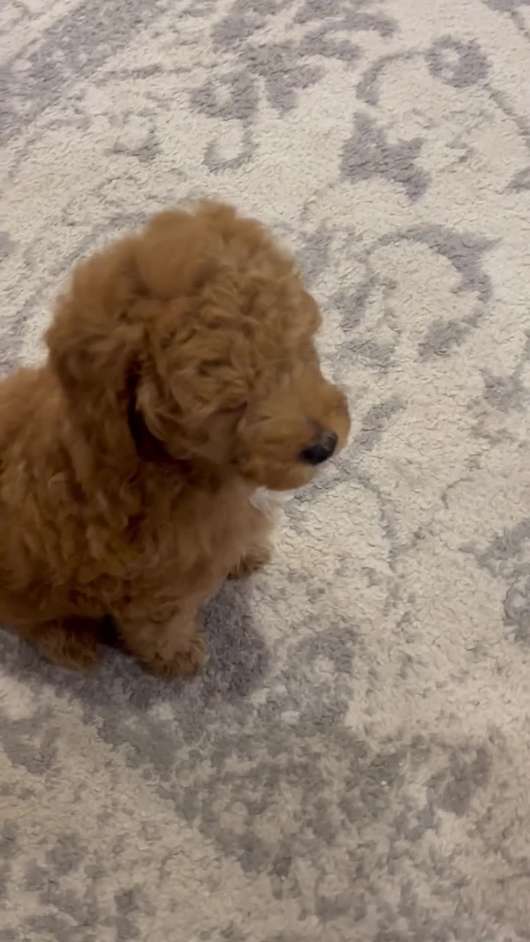 Mini Goldendoodle dogs for sale: Rex - Video 1