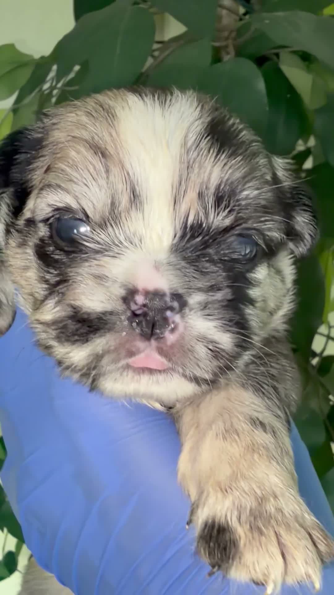 French Bulldog dogs for sale: Fluffy frenchie - Video 1