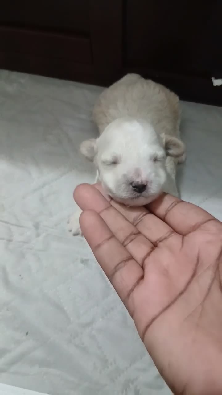 Miniature Poodle dogs for sale: Miniature Poodle 2 - Video 1