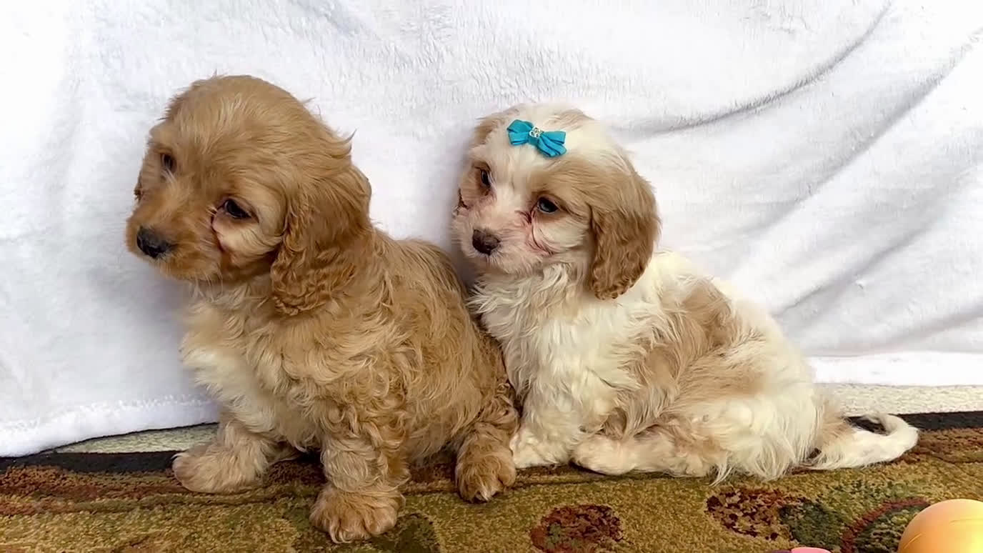Cavapoo dogs for sale: Kuddles - Video 3