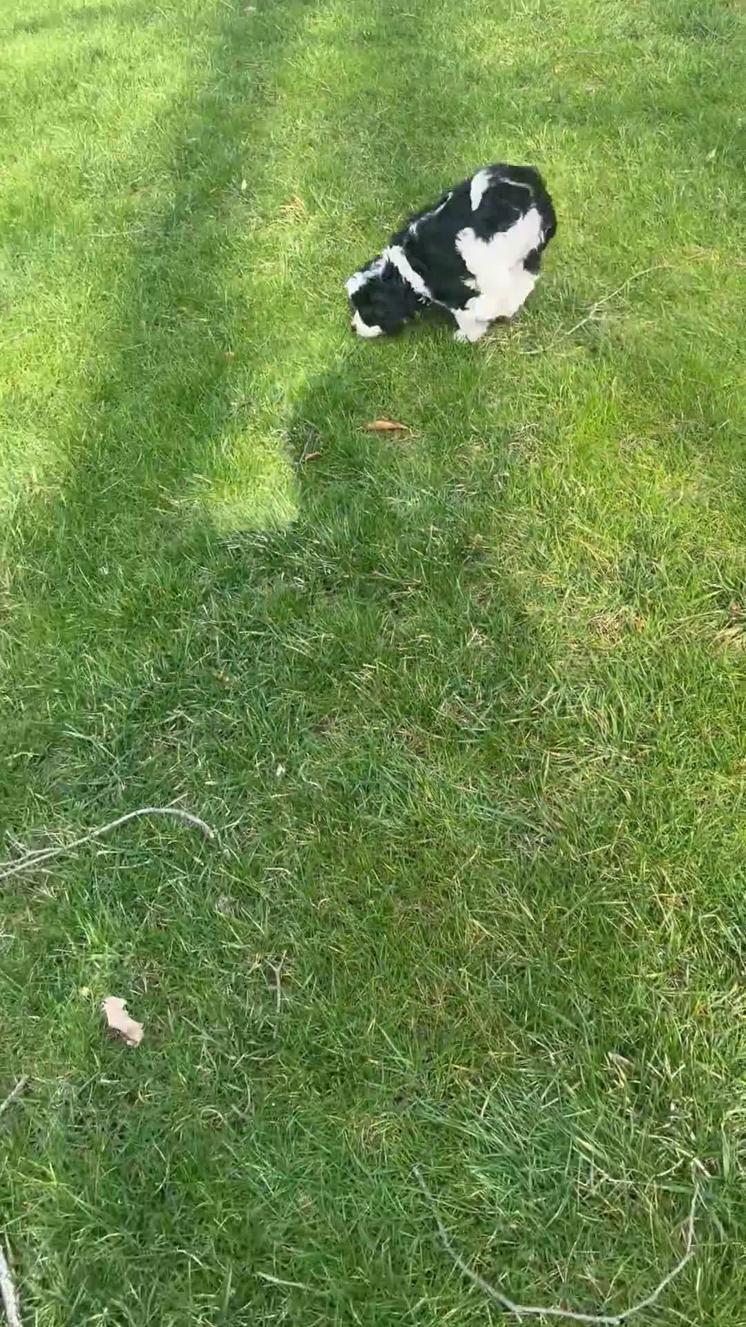 Cavapoo dogs for sale: Buttons - Video 3