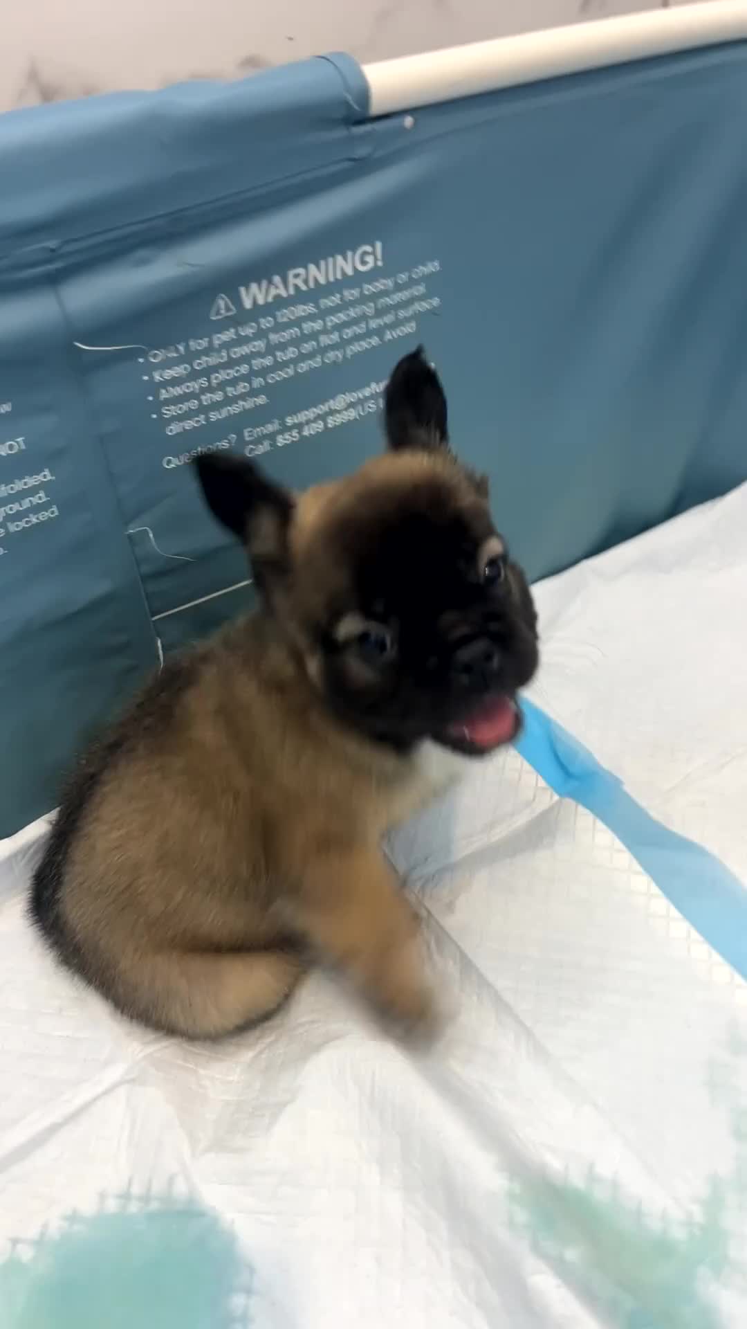 French Bulldog dogs for sale: Nala - Video 1