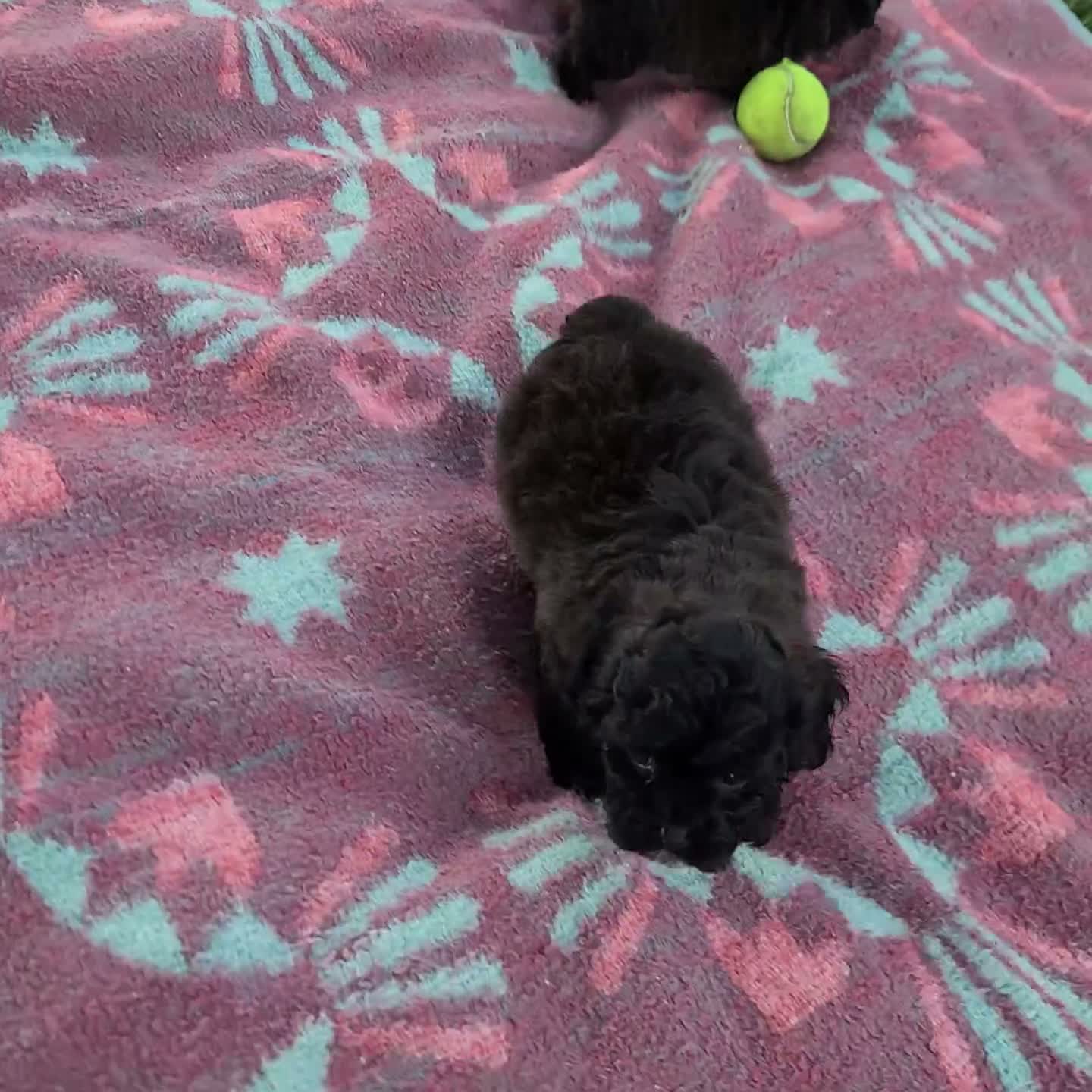 Shihpoo dogs for sale: Wyatt toy - Video 1