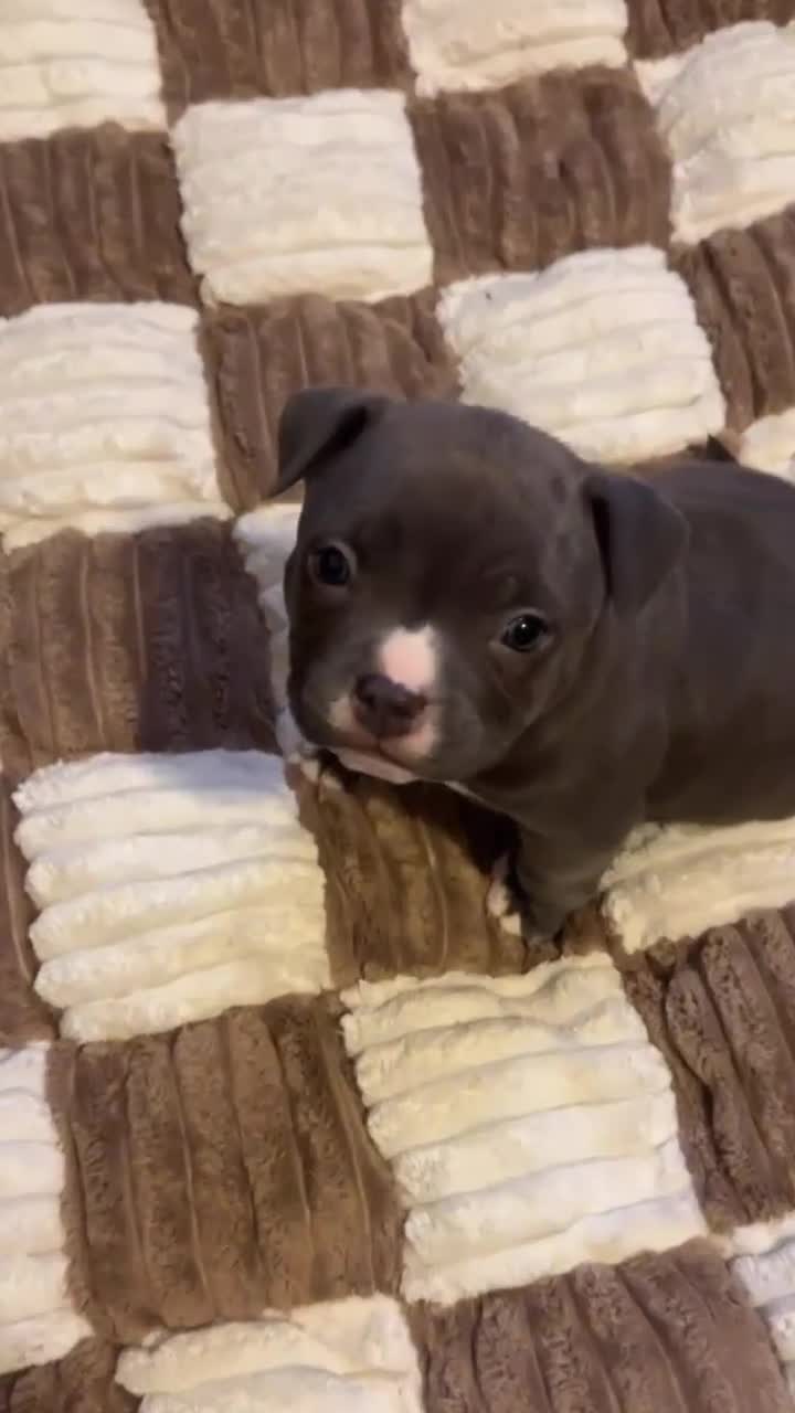 American Bully dogs for sale: American Bully Puppy 1 - Video 2