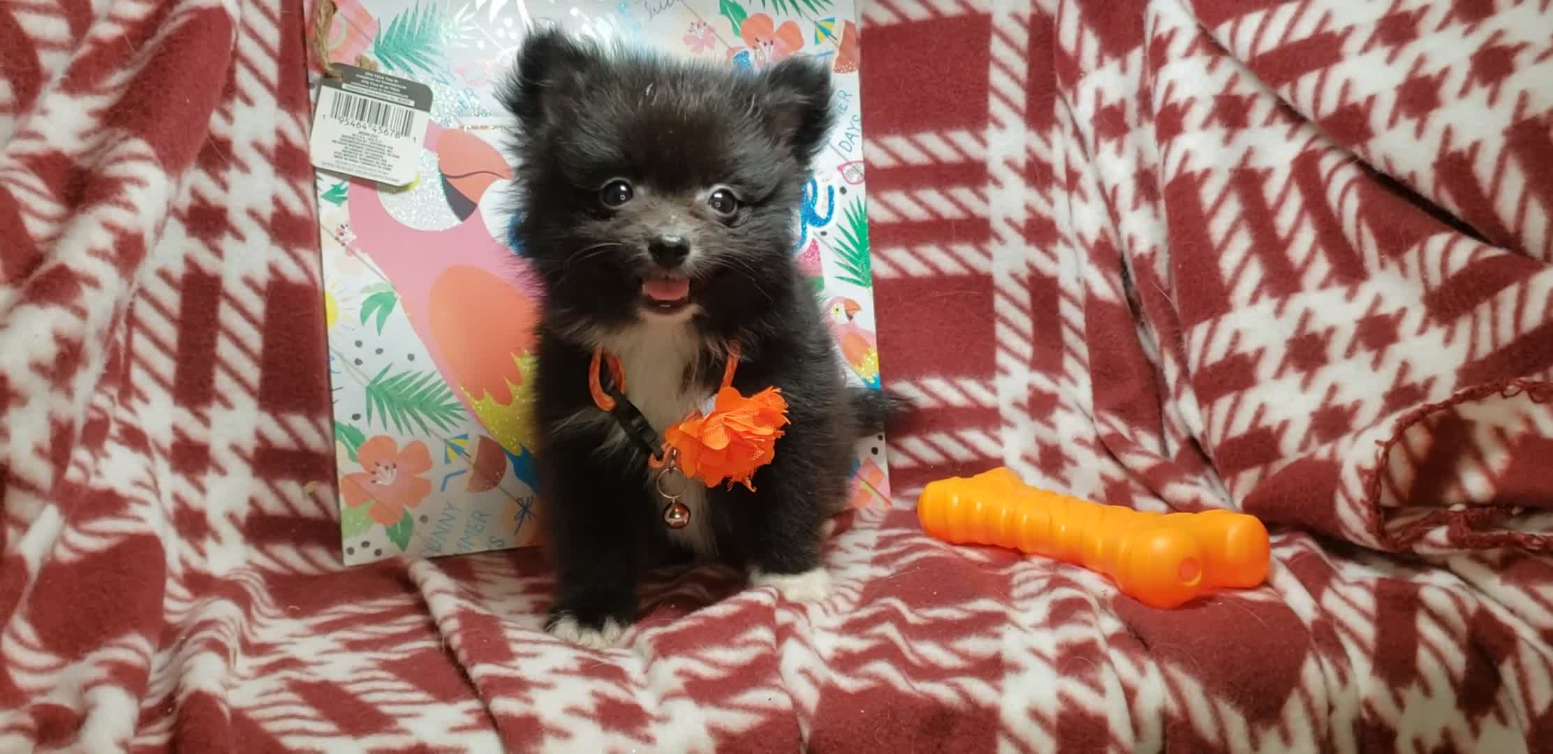Pomeranian dogs for sale: Luther Lex the Great - Video 1