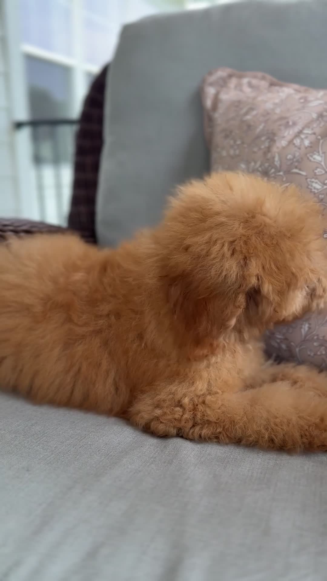 Mini Goldendoodle dogs for sale: Mini Goldendoodle 1 - Video 1