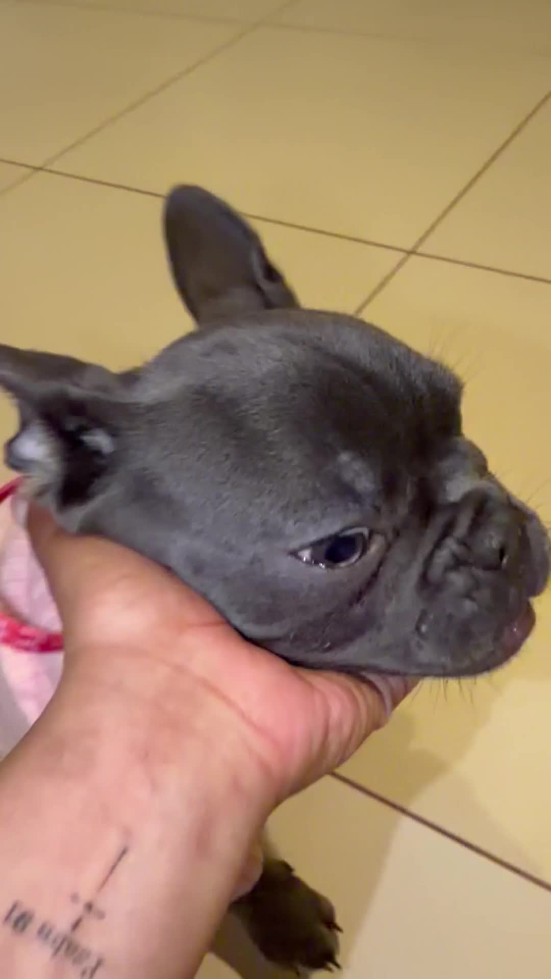 French Bulldog dogs for sale: French Bulldog Puppy 1 - Video 1