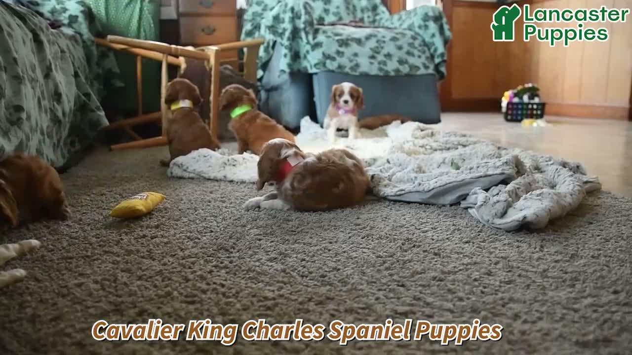 Cavalier King Charles Spaniel dogs for sale: Zinia - Video 1